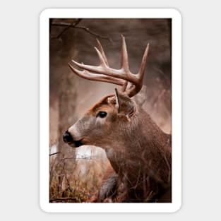 White-Tailed Deer Sticker